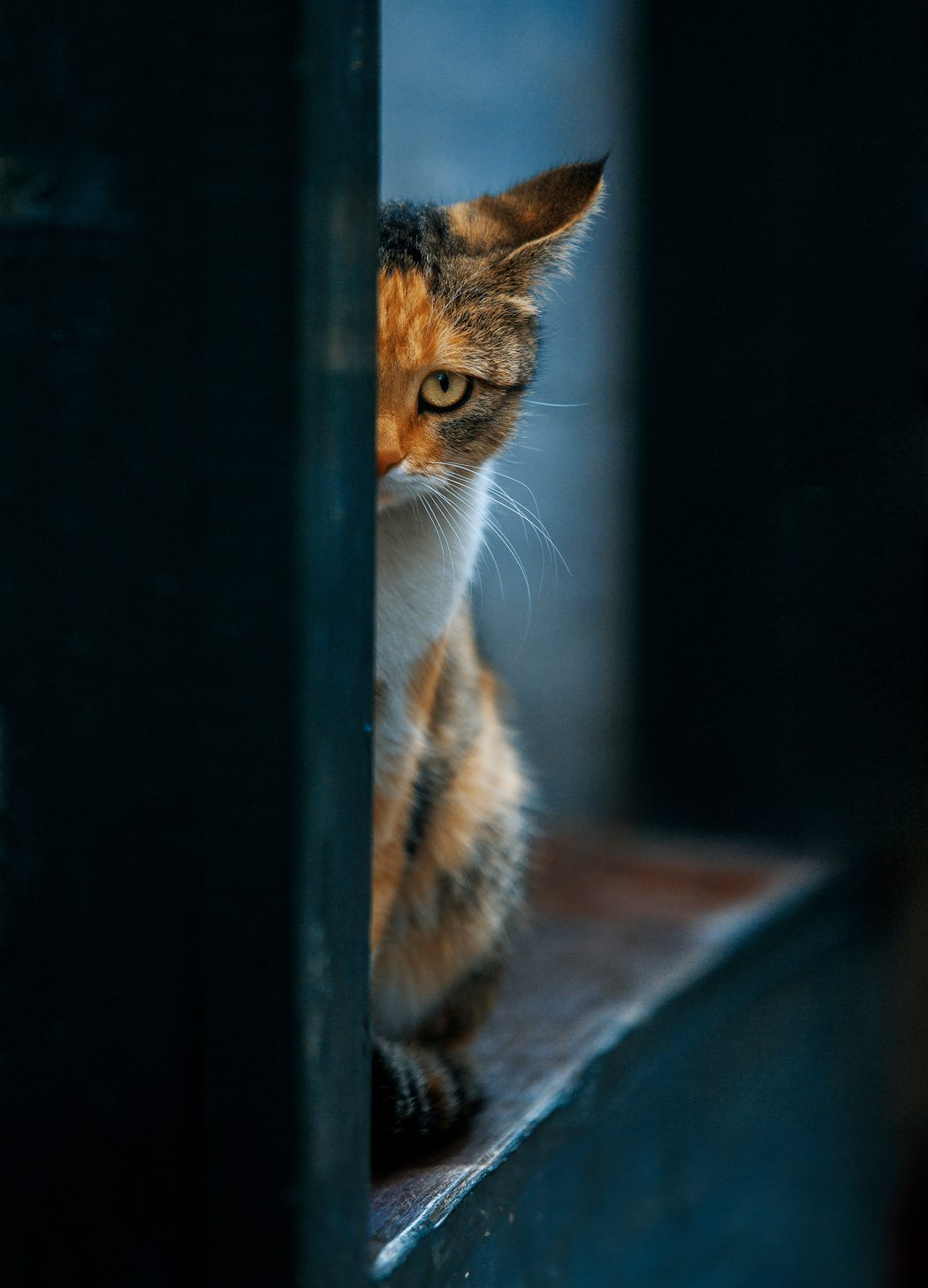 Mustafa Bayram Kedi Fotoğrafı