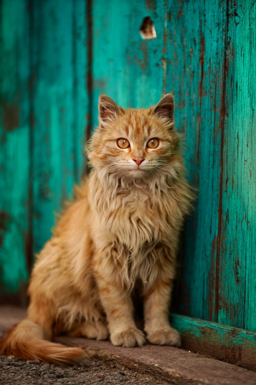 Mustafa Bayram Kedi Detay
